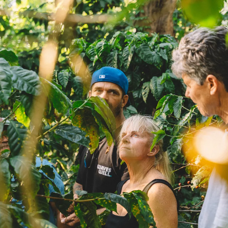 Guests among the coffee trees on a plantation in the hills of El Salvador