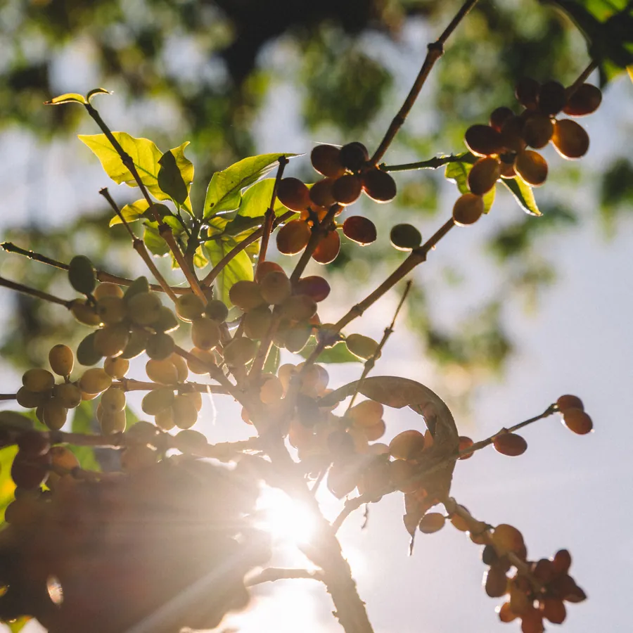 Ripening coffee berries on the branch, backlit by the afternoon sun